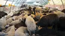 Sejumlah domba dijual di sebuah pasar ternak di Ankara, Turki, 20 Juli 2020. Hari Raya Idul Adha di Turki akan dirayakan mulai tanggal 31 Juli hingga 3 Agustus 2020. (Xinhua/Mustafa Kaya)