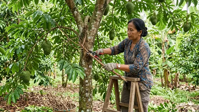 Cara Memangkas Pohon Buah Sirsak (Foto: Gemini AI)