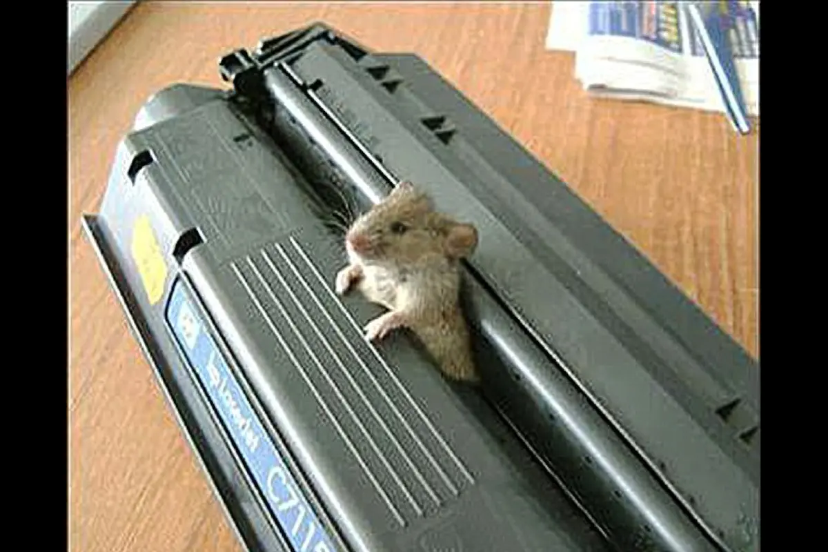 Anak tikus tersangkut di printer. (Daily Mail)
