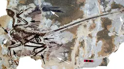 Ilmuwan China Klaim Temukan Dinosaurus Berbulu