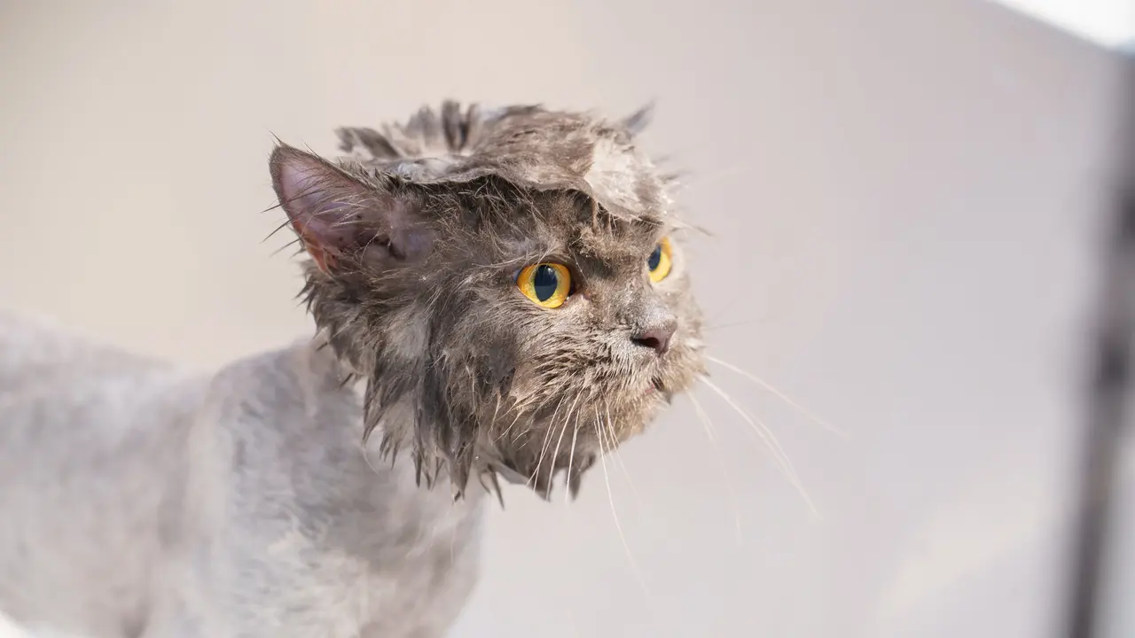 Ilustrasi kucing mandi kucing basah