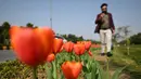 Seorang pria berjalan di samping bunga tulip di sepanjang pinggir jalan di New Delhi (7/2/2022). Bulan Februari bunga tulip mulai bermekaran menunjukkan warna aslinya di pinggir jalan di New Delhi, India. (AFP/Sajjad Hussain)