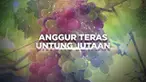 Supriyanto memang tinggal di kota, namun keinginannya untuk memiliki tanah dan bercocok tanam sangatlah kuat. Meski begitu, hal tersebut hampir tak mungkin dilakukan di tengah kesesakan kota Jakarta. Tapi, dia tak lantas menyerah dan mau Berani Berub...