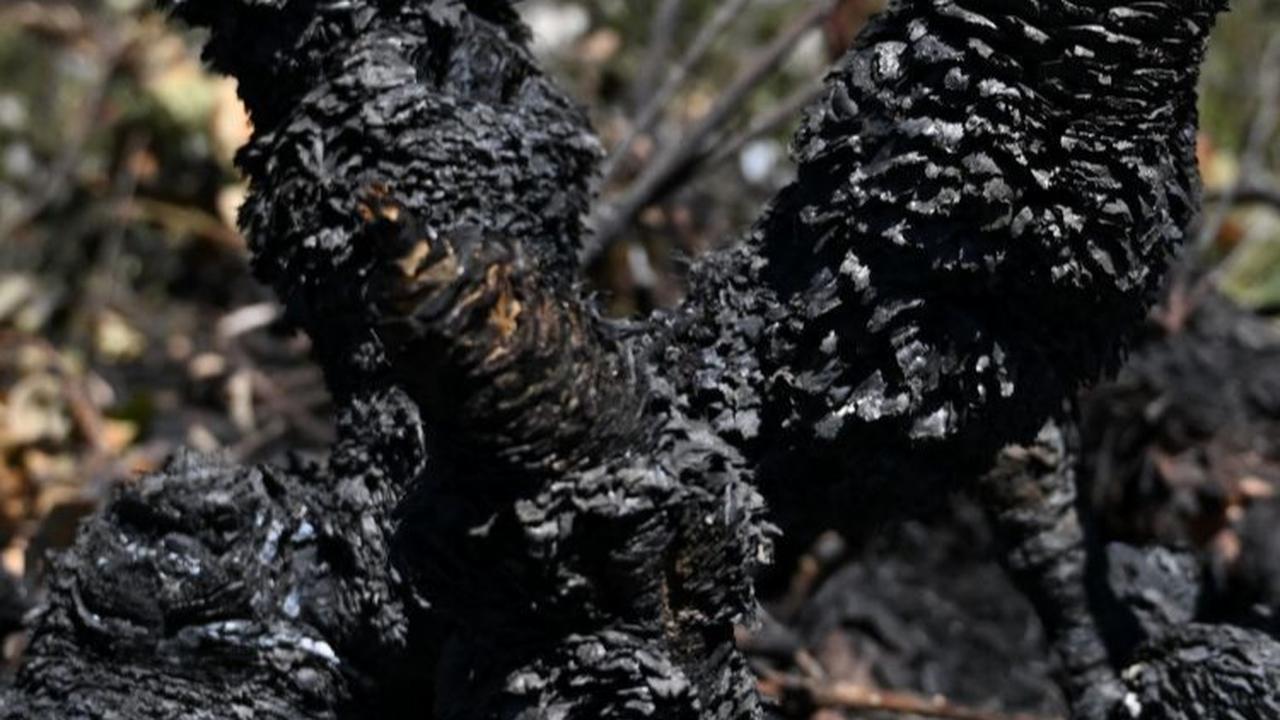 FOTO: Fenomena El Nino Memicu Kebakaran Hutan Tiada Henti di Kolombia