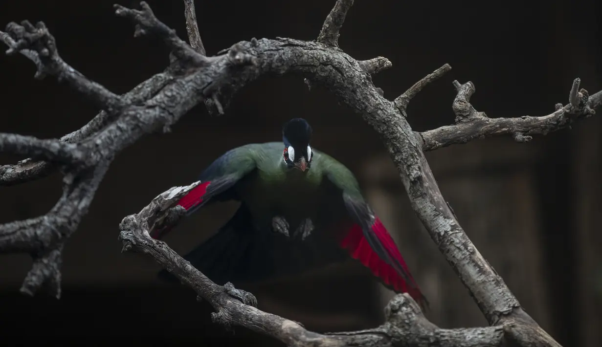 Seekor burung touraco terbang di Taman Zoologi Attica di Spata, dekat Athena, pada 23 Januari 2021. Dengan tidak adanya pengunjung atau bantuan pemerintah, satu-satunya kebun binatang Yunani menghadapi tagihan besar untuk kebutuhan 2.000 satwa penghuni. (AP Photo/Petros Giannakouris)