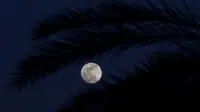 Bulan terbit di bawah pohon palem di Herzeliya, Selasa 30 Januari 2018. (AP Photo / Ariel Schalit)