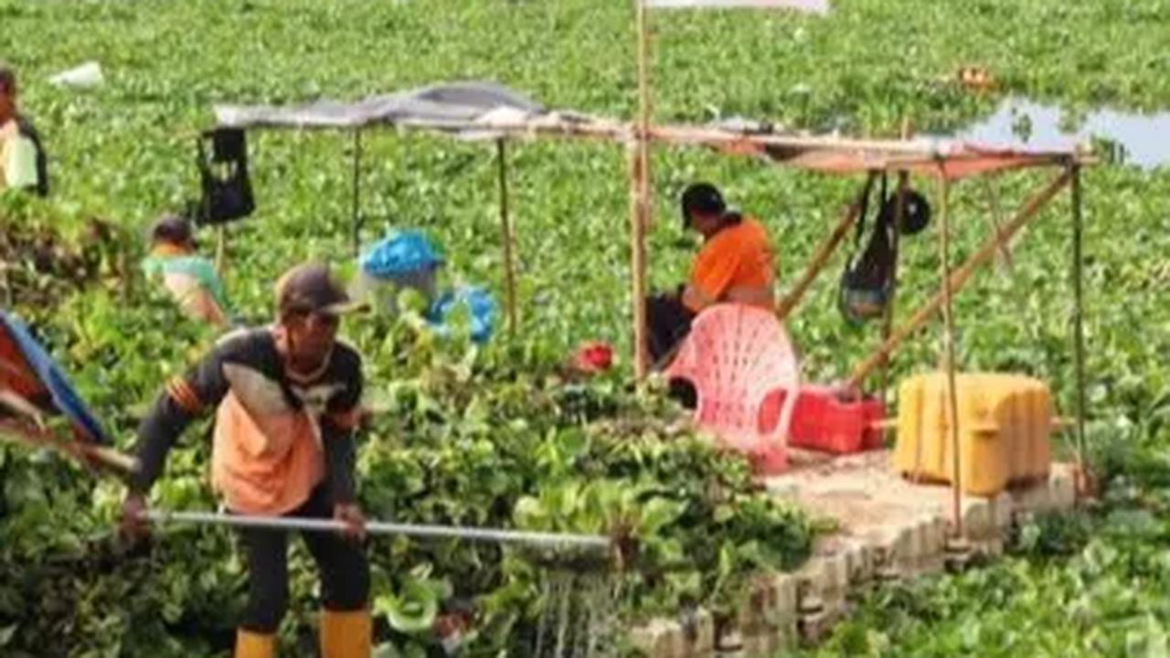 Akibat dari tumpukan eceng gondok yang telah menggunung itu menyebabkan aroma tidak sedap ketika merdeka.com melintas di sekitarannya.