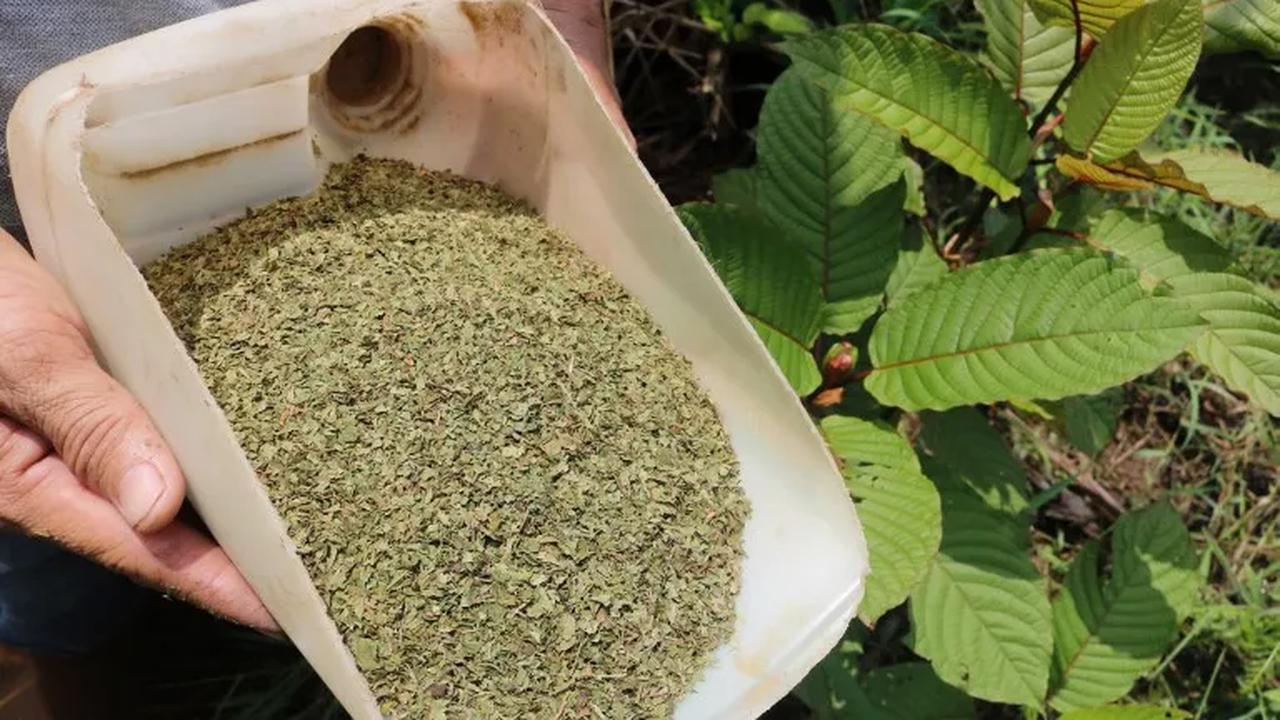 Efek Kesehatan Kratom