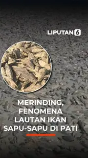 Merinding Fenomena Lautan Ikan Sapu-Sapu di Pati