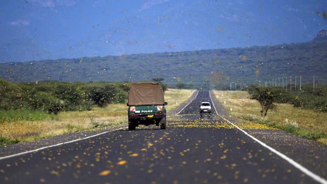 Belalang gurun memenuhi jalan raya di Desa Lerata dekat Archer Post, Kabupaten Samburu, Kenya, Rabu (22/1/2020). Berbagai upaya dilakukan pemerintah Kenya untuk membasmi hama belalang tersebut, mulai dari menyemprotkan gas air mata hingga menembak belalang. (TONY KARUMBA/AFP)