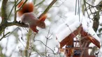 Seekor tupai merah bermain dipepohonan yang tertutup salju di Berlin, Jerman, (18/1). Tupai merah memiliki populasi yang tinggal sedikit. (REUTERS / Hannibal Hanschke)