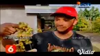 Wahyu Eko Widodo, warga Ponorogo, Jawa Timur, membagikan buah kurma muda yang tumbuh di halaman rumahnya secara gratis, hampir setiap hari, buah kurma muda dari pohon yang sudah berusia 14 tahun ini dipetik untuk dibagikan ke warga.