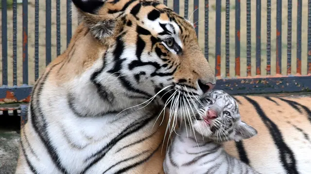 Harimau Putih