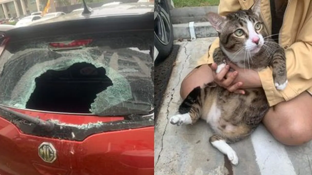 Kucing Ini Selamat Usai Jatuh dari Lantai 6 dan Menimpa Mobil, Bukti Punya 9 Nyawa