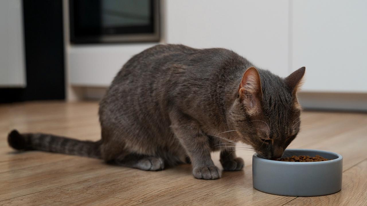 Cat Eating