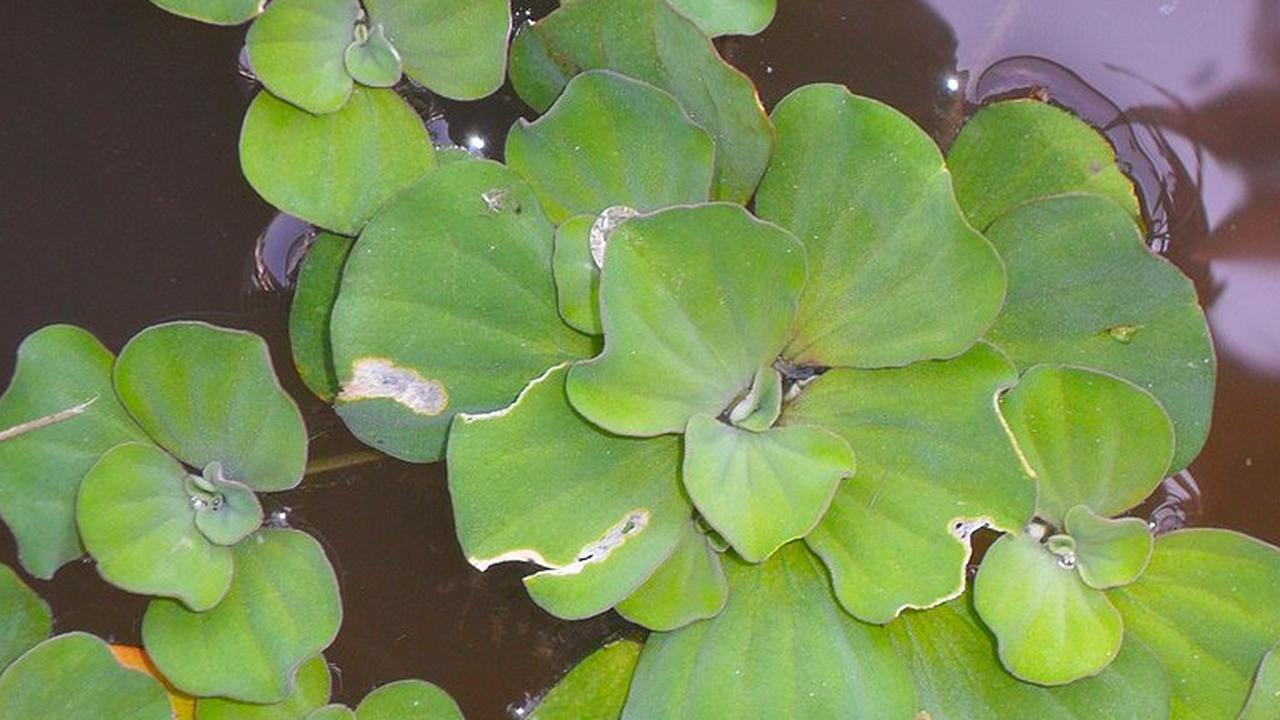 Tanaman Kolam