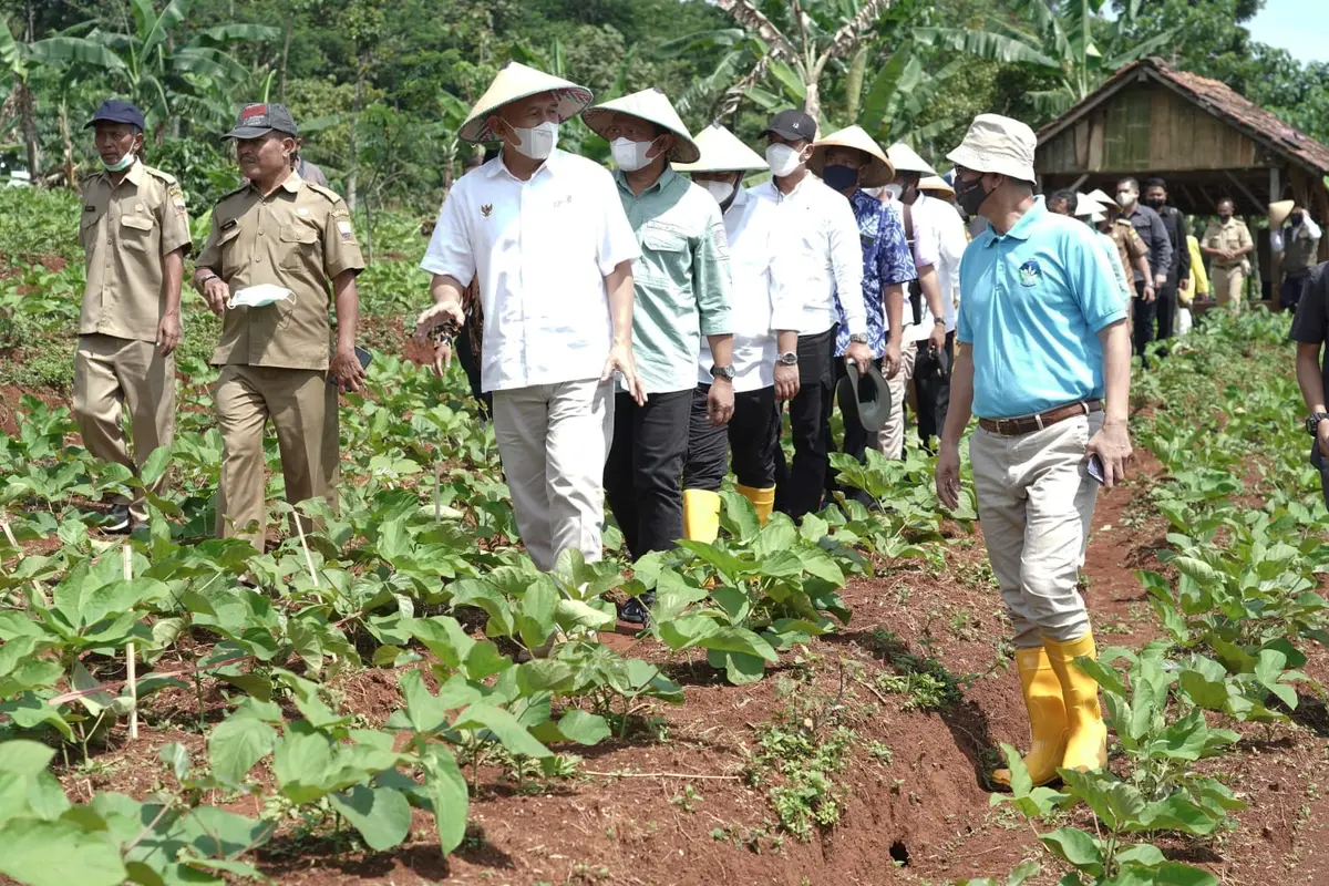Menteri Koperasi dan UKM Teten Masduki menghadiri Kick Off Penanaman Kacang Koro Pedang Bersama Koperasi Paramasera di Kabupaten Sumedang, Jawa Barat