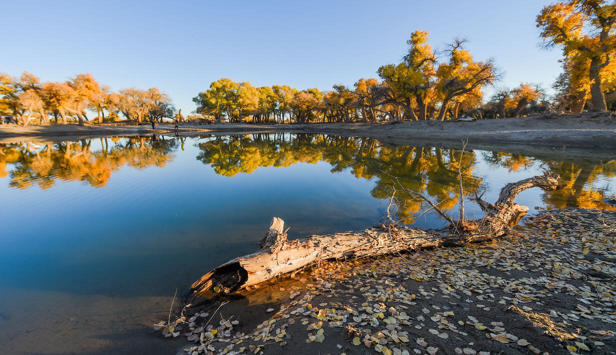 Foto yang diabadikan pada 18 Oktober 2020 ini menunjukkan pemandangan musim gugur di hutan poplar gurun (populus euphratica) di Wilayah Ejin, Daerah Otonom Mongolia Dalam, China utara. (Xinhua/Lian Zhen)