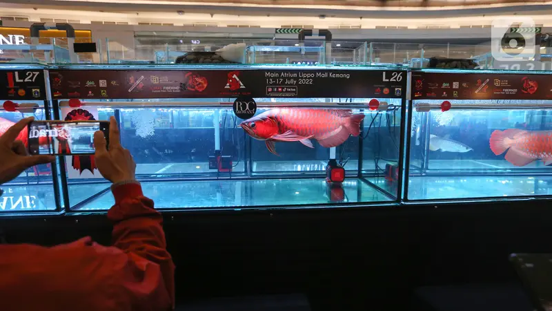 Kontes Kecantikan Ikan Arwana Pikat Pengunjung Mall