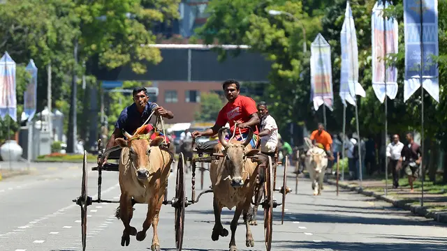 Lomba Balap Kereta Sapi di Sri Lanka