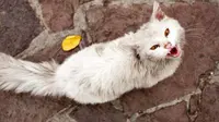 Seekor kucing peliharaan warga pengungsi Suriah berpetualang hingga tempat jauh hingga bertemu kembali dengan pemiliknya.