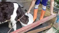 Pekerja merawat sapi perah di salah satu peternakan sapi perah kawasan Duren Tiga, Jakarta, Rabu (25/5/2022). Perternakan sapi perah di tempat tersebut selalu rutin menjaga kesehatan sapi dengan mendatangkan dokter. Dan saat ini harga susu dijual Rp 11.000 per liter. (Liputan6.com/Herman Zakharia)
