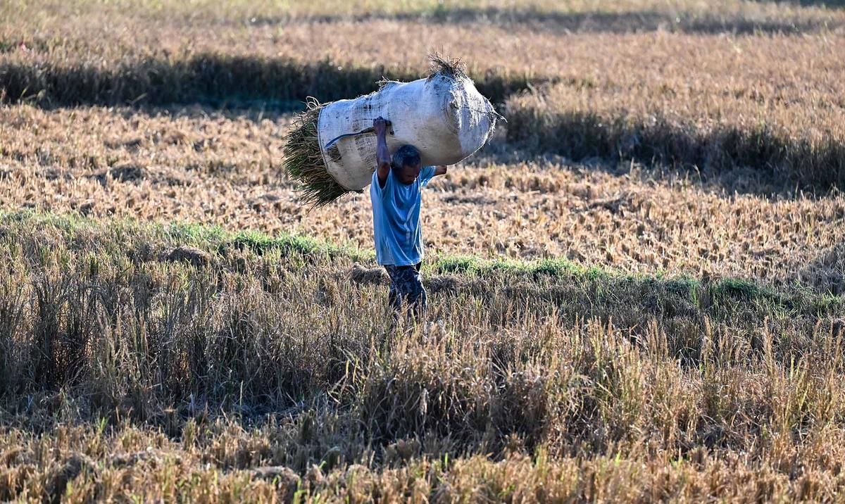 Kekeringan Rusak Ribuan Hektare Sawah di Aceh Besar