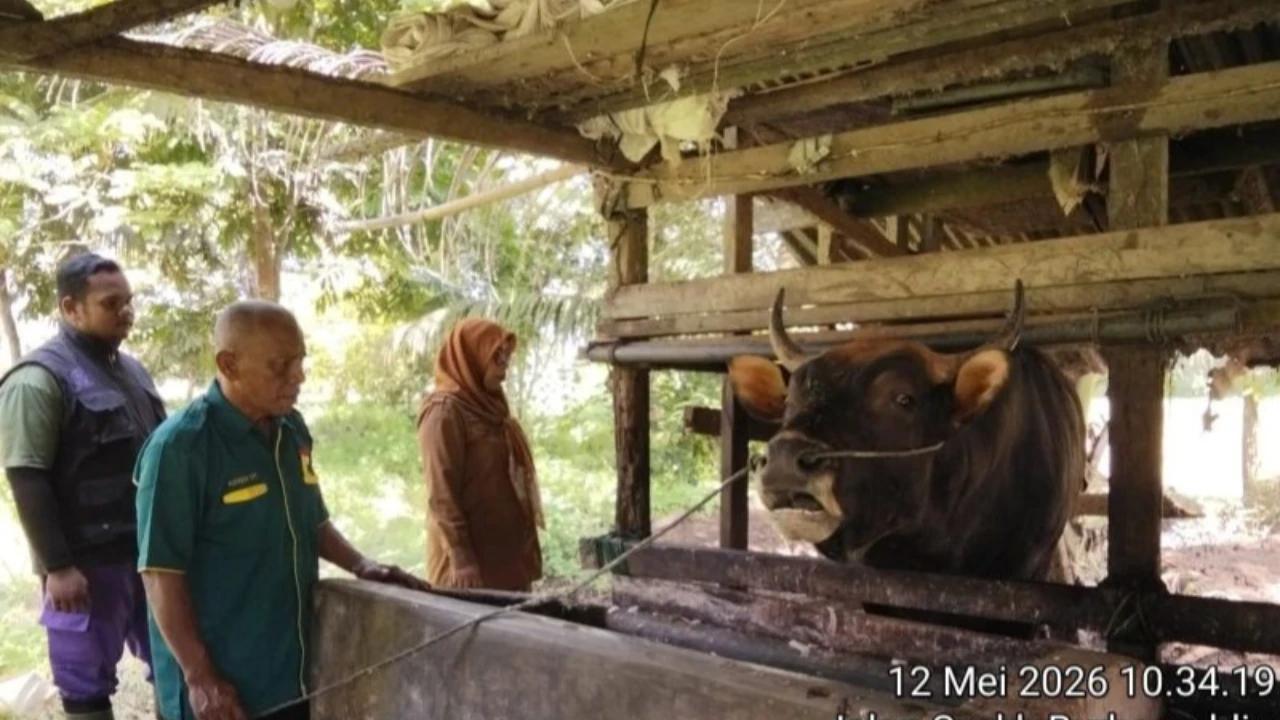 Prabowo Beli Sapi Kurban Seberat 800 Kg di Padang, Beli dari Peternak Lokal Seharga Rp85 Juta