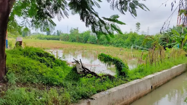 Apa Kabar Eksekusi Lahan Sultan Sepuh XI Keraton Kasepuhan Cirebon?