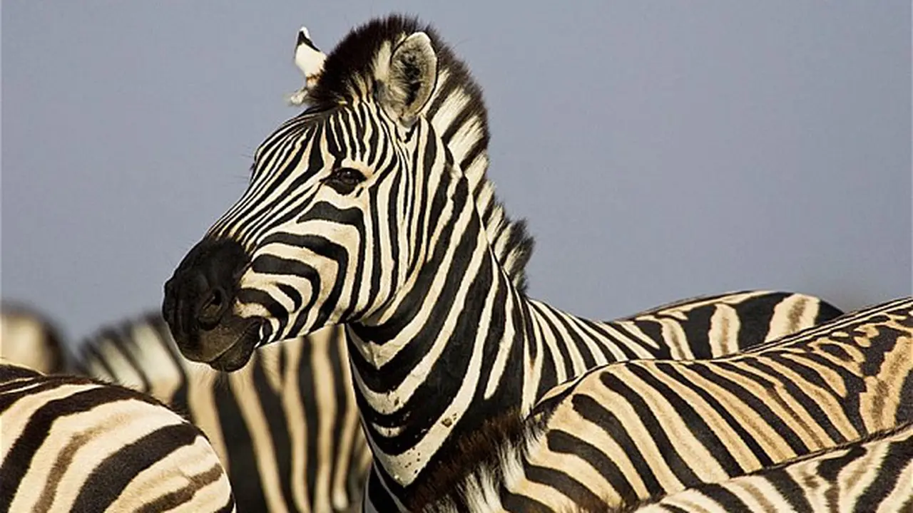 Mengapa Kulit Zebra Belang Hitam-Putih? Ini Jawabannya