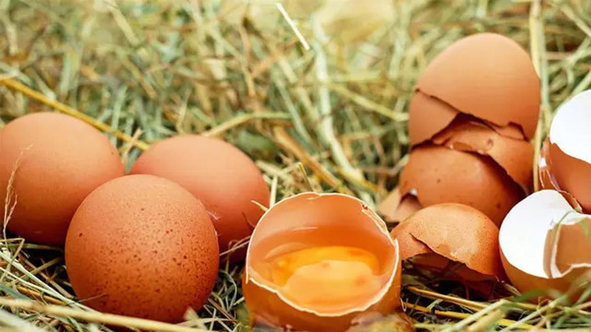 Cara Mengusir Cicak dengan Bahan Dapur agar Tidak Berak Sembarangan