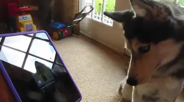 Seorang pemilik anjing menemukan cara mengajari anjingnya bernyanyi menggunakan suatu aplikasi di iPad.