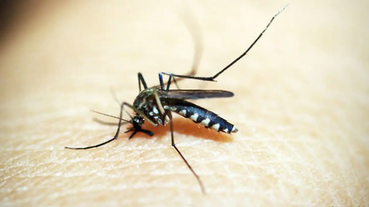Ilustrasi dengue/Pixabay