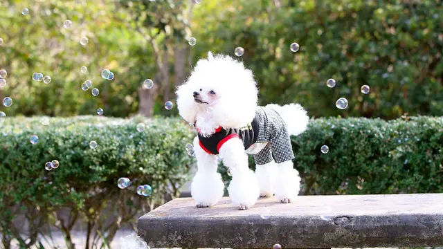 anjing lucu