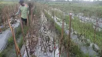 Kerugian yang diderita petani cabai pada tahun ini jauh lebih buruk dibandingkan panen tahun lalu. (Liputan6.com/Switzy Sabandar)