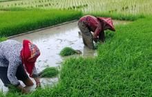 Penyeragaman Harga Beras Didukung, HKTI Jateng Ingatkan Kesejahteraan Petani