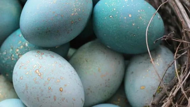 5 Ide Kreatif Menghias Telur Paskah