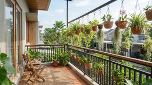 7 Pilihan Tanaman Gantung untuk Balkon Sempit, Cantik dan Mudah Dirawat