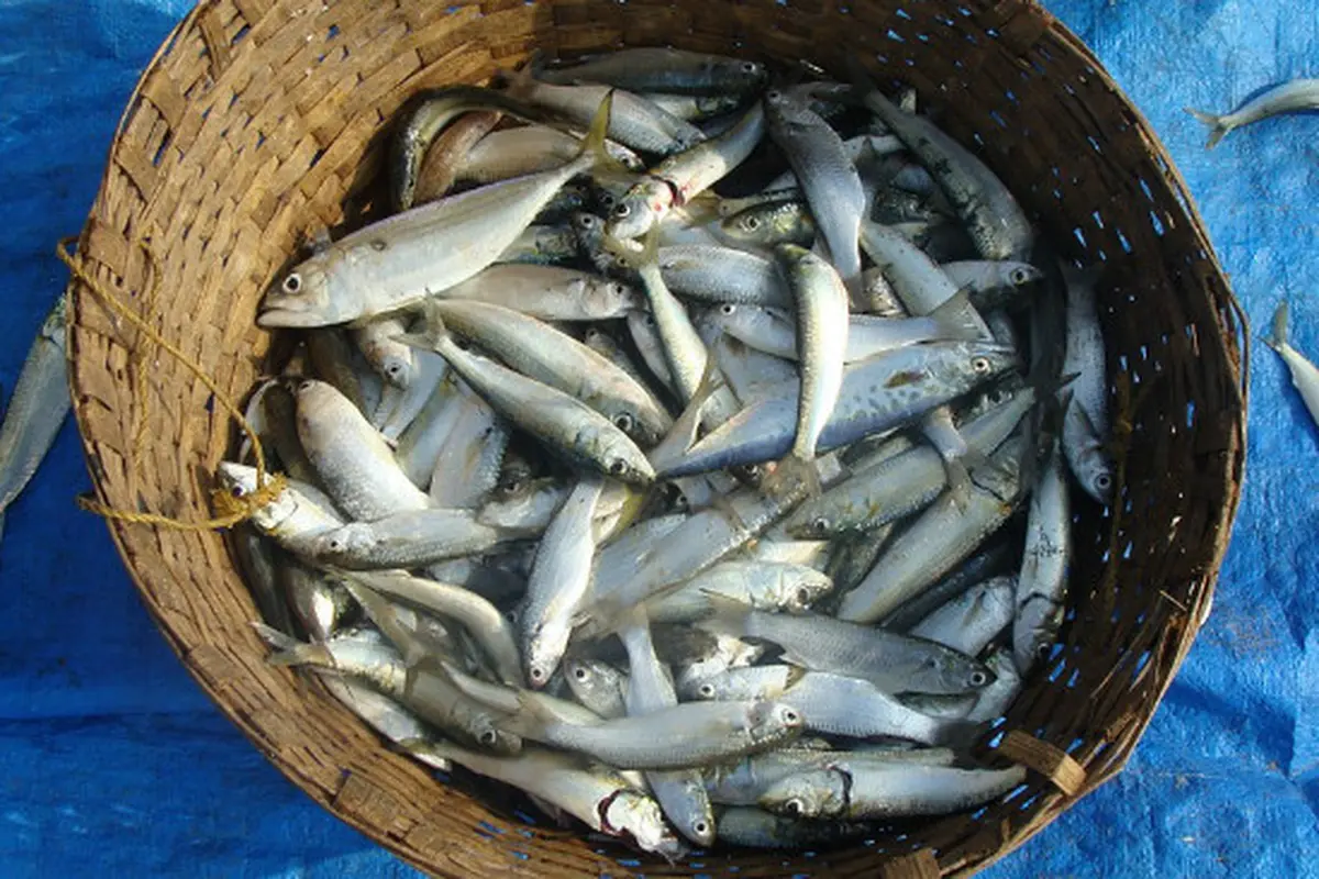 Ikan sarden