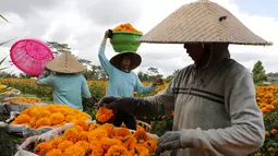 Pekerja memanen bunga marigold di Bali, Senin (21/9/2020). Umat Hindu di Indonesia sering menggunakan bunga Marigold saat berdoa sebagai persembahan. (AP Photo / Firdia Lisnawati)