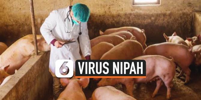 VIDEO: Berpotensi Jadi Epidemi Serius, Apa Itu Virus Nipah?