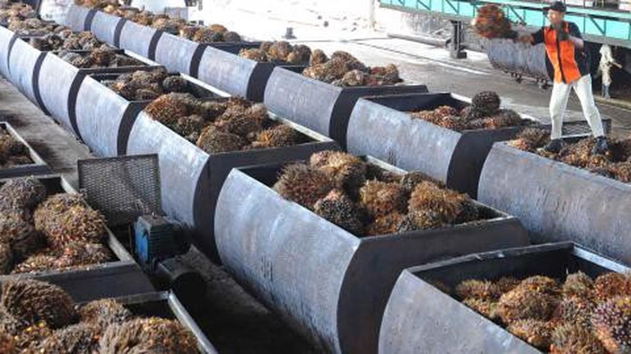Indonesia-Malaysia dominasi produksi minyak sawit dunia