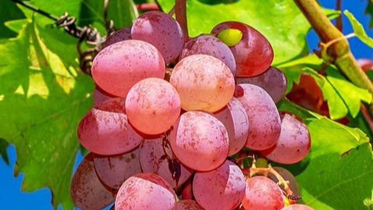 Manfaat Biji Anggur Bagi Kesehatan, Efektif Turunkan Risiko Kanker
