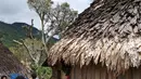Aktivitas warga di Distrik Puldama, Kabupaten Yahukimo, Provinsi Papua. Distrik Puldama berada di ketinggian sekitar 800m di Pegunungan Jayawijaya. (Liputan6.com/HO/Hadi M Juraid)