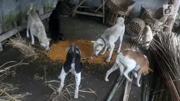 Sejumlah ekor anjing memakan makanan yang diberikan relawan di Dusun Sogra, Desa Sebudi, Karangasem, Bali, Minggu (3/12). Mereka membagikan makanan bagi hewan yang ditinggalkan pemiliknya mengungsi dari erupsi Gunung Agung.(Liputan6.com/Immanuel Antonius)