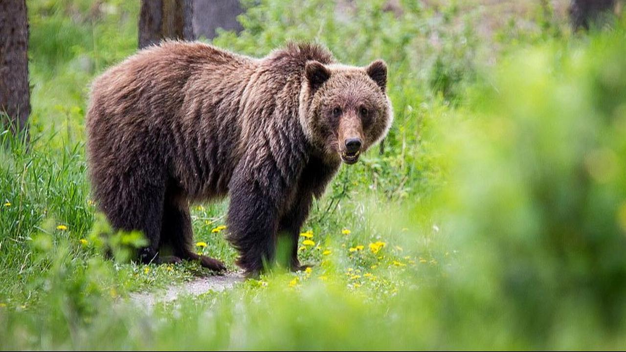12. Beruang Grizzly