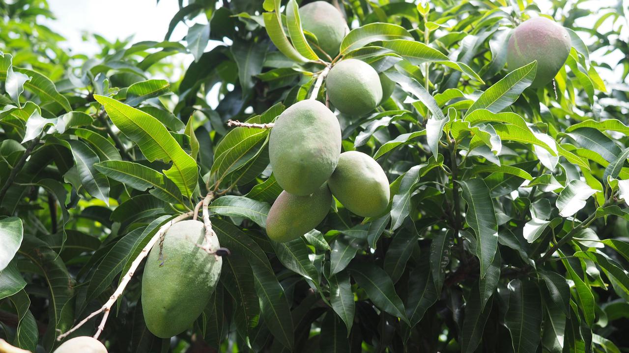 Tips Memanen Mangga agar Tidak Mudah Busuk, Rahasia Menjaga Kualitas Buah