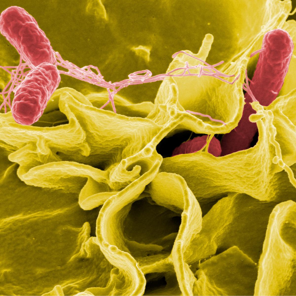 bakteri salmonella