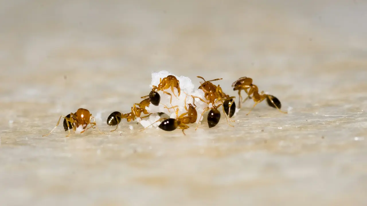 Ants