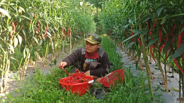 Imansyah Aditya Fitri